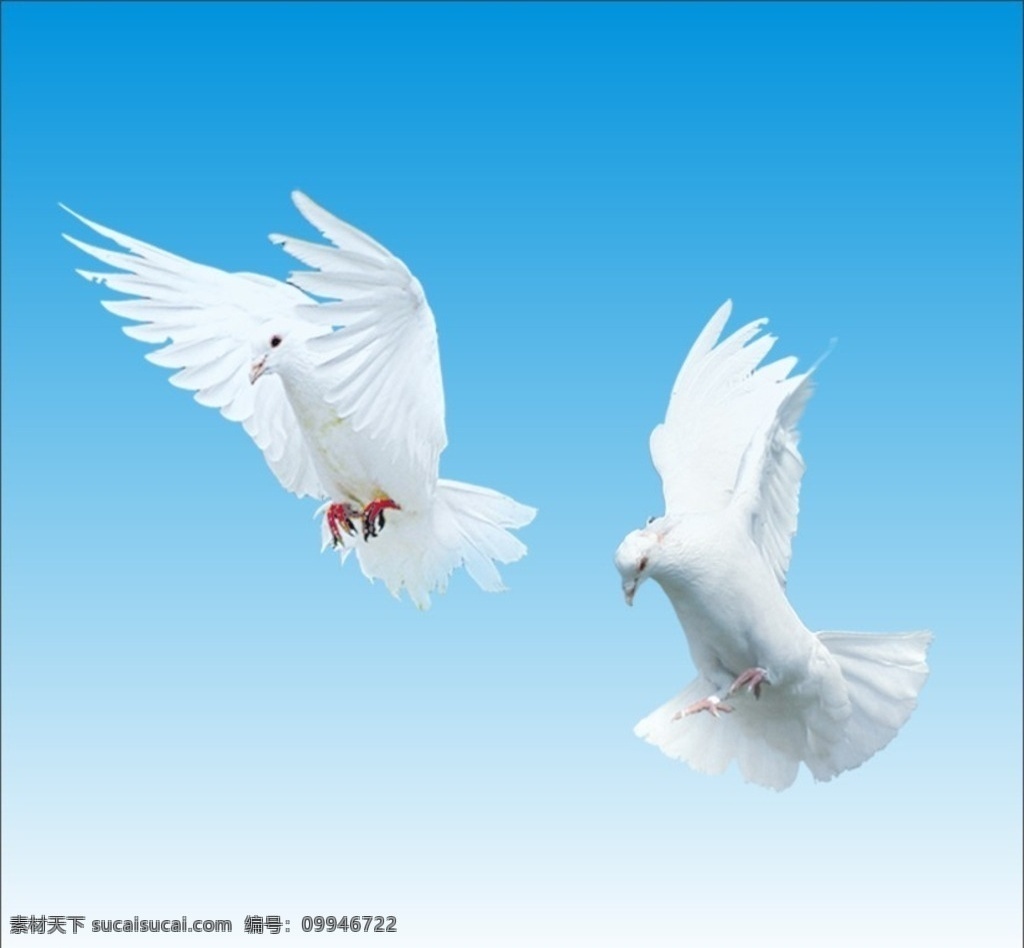 鸽子位置 鸽子 鸽子位图 摄影图 抠图 ps抠图 飞翔的鸽子 双鸽 鸽 飞翔 分层