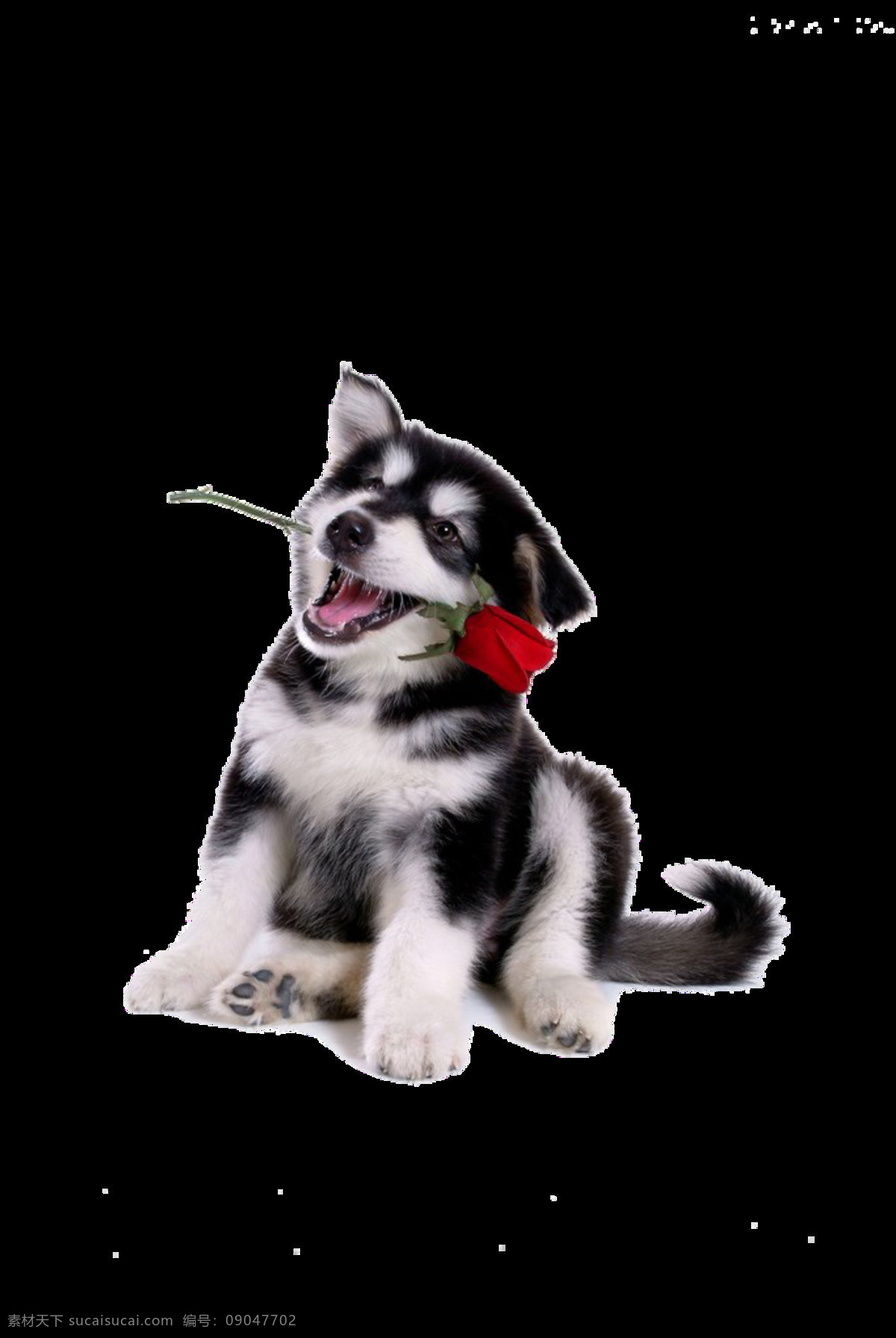 白色狗 哺乳动物 狗 狗妈妈 狗年 黄狗 看家狗 看家犬 可爱的狗 母狗 农村狗 生肖狗 土狗 吊 玫瑰花 元素 小狗 野狗 白色母狗