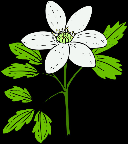 piperi 银莲 花 白头 翁 剪贴 画 矢量边框花纹 矢量花纹素材 矢量图库 花纹花边