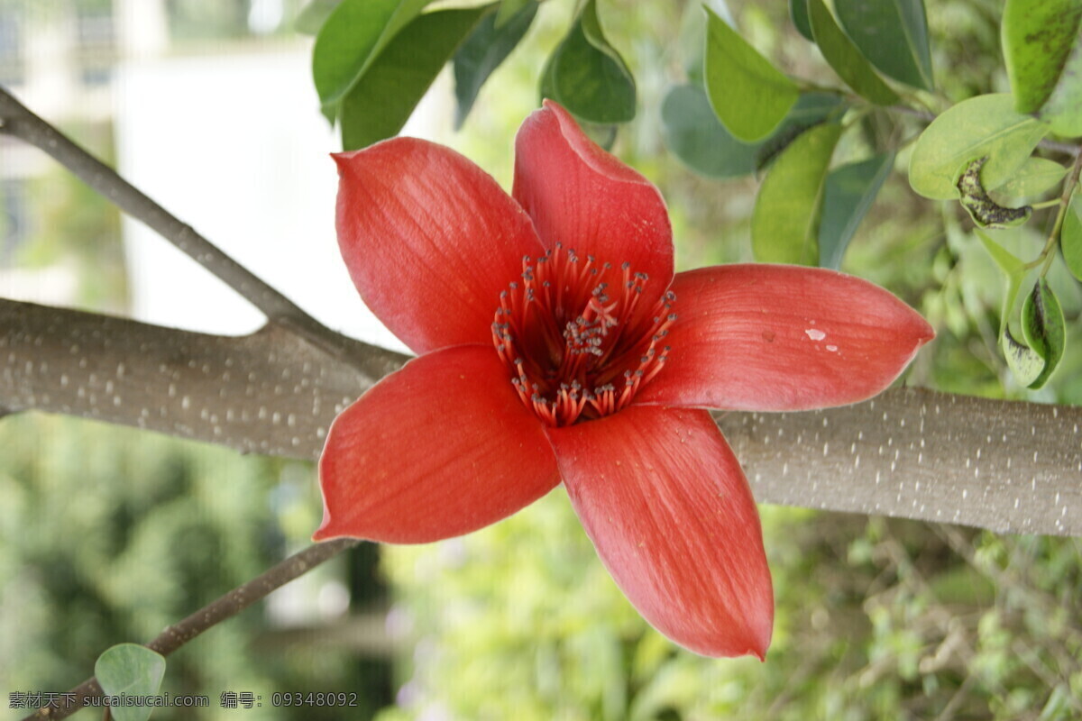 红色 木棉花 红色花朵 红花 红木棉 树枝