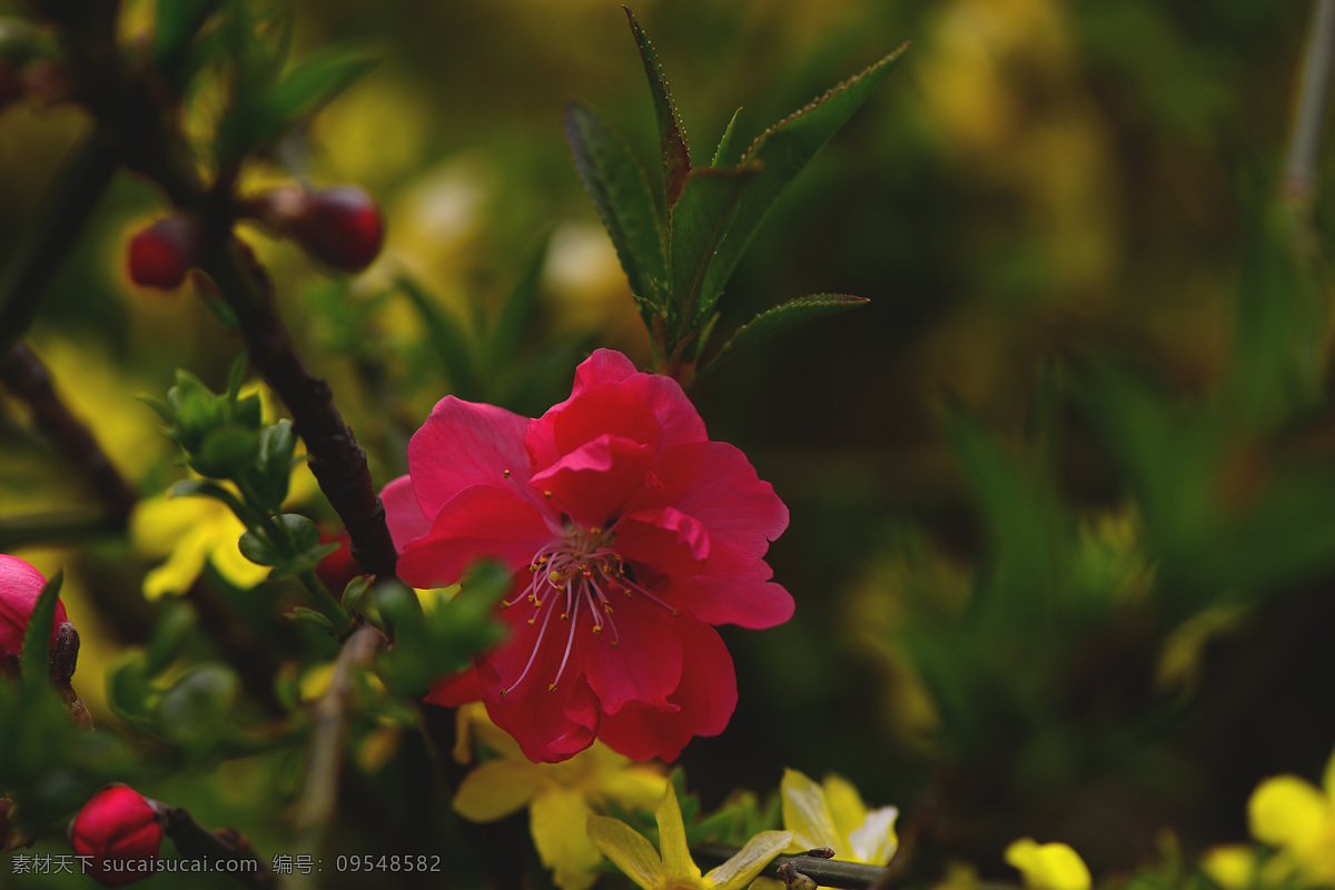粉红色桃花