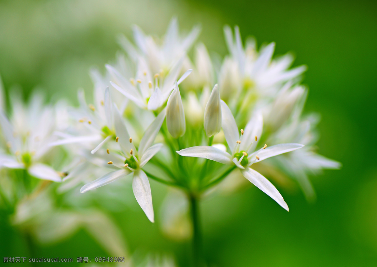 绿色植物 植物 花朵 白色 花瓣 花蕊 花苞 花心 特写 壁纸 花