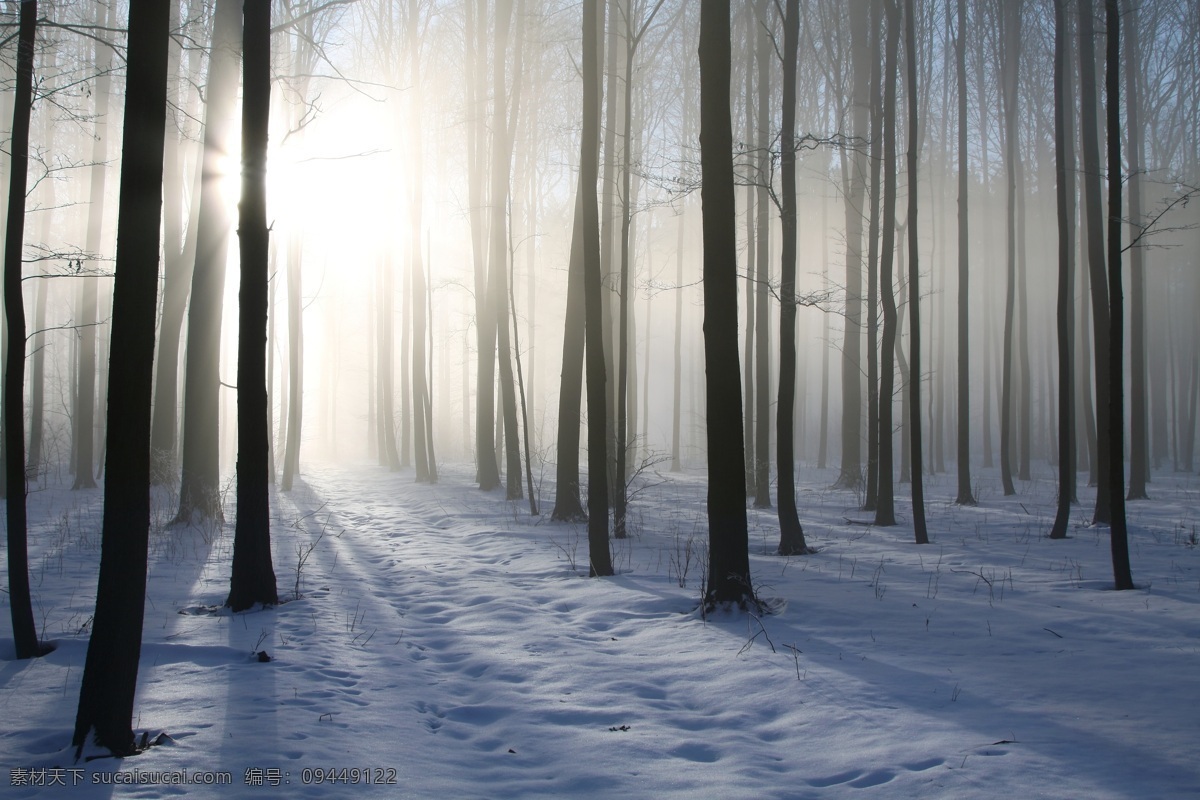 阳光 洒 进 树林 雪地 冰天雪地 美丽雪景 冬天风景 树木 道路 雪景 美景 雪景图片 风景图片