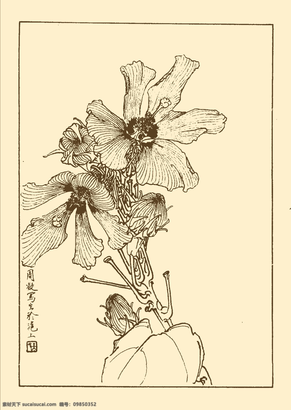 白秋葵 鲜花 花卉 花草 植物 白描 中国画 国画 线画 花卉白描 分层 源文件