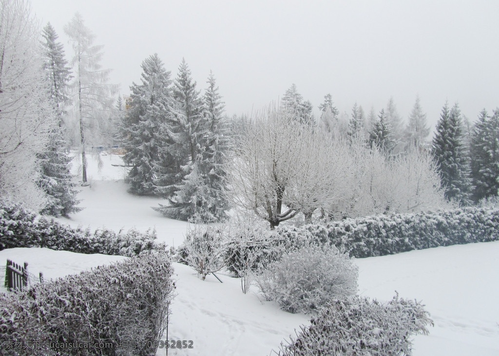 雪树银花 雪景 松树 白的世界 纯洁 冰 雪 风景 白 背景 洁白 国内旅游 旅游摄影