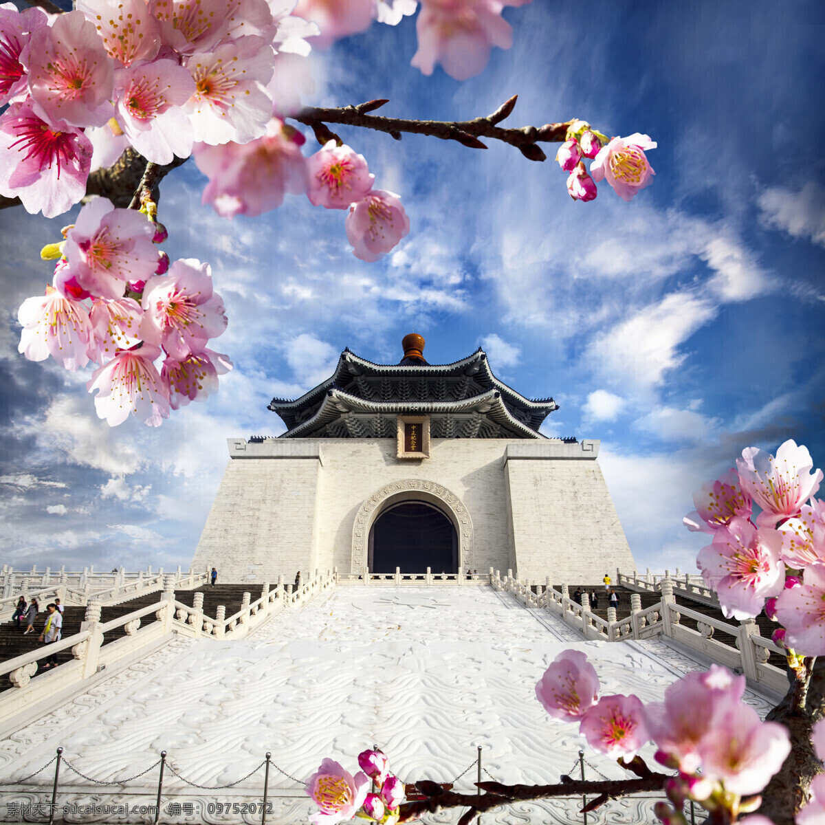 台湾 樱花 风景 樱桃花 樱花风景 美丽樱花 春天风景 美丽鲜花 花朵 台湾风景 中正纪念堂 山水风景 风景图片