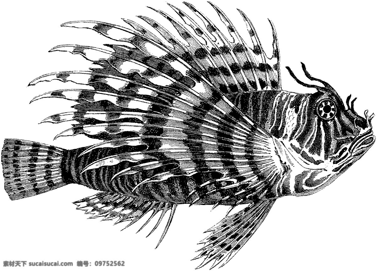 水生动物 fish 鱼 动物素描 设计素材 动物专辑 素描速写 书画美术 白色