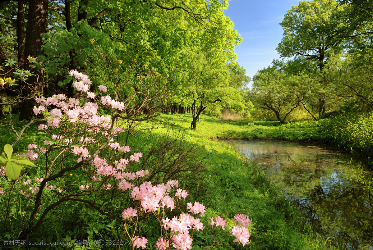 树林 河流 风景图片 春天风景 spring 风景 风景素材 高清风景图片 春光 高清图片 白色花朵 菊花 山水风景