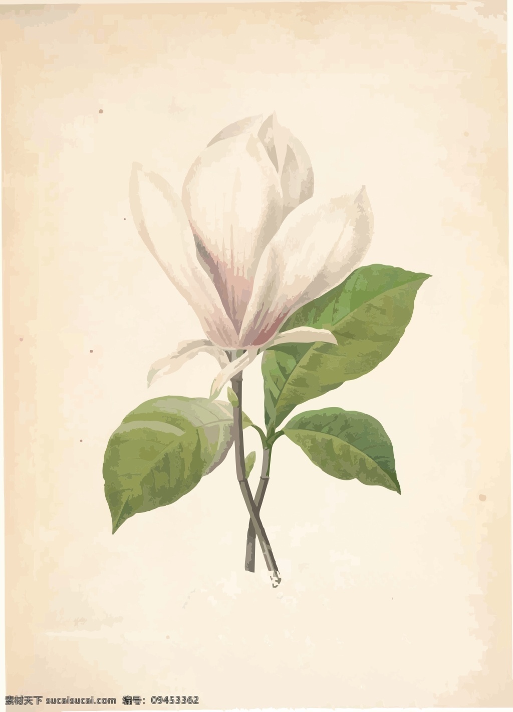 白玉兰 植物 复古 白兰花 白色