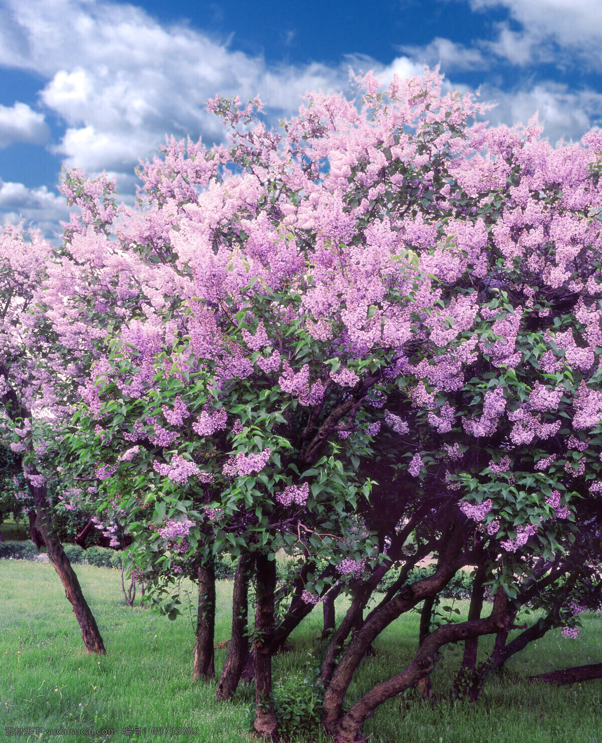 丁香花灌木 草地 蓝天 灌木丛 春花盛开 春天的天空 一束束紫丁香 自然保护区 山水风景 摄影图库 自然景观