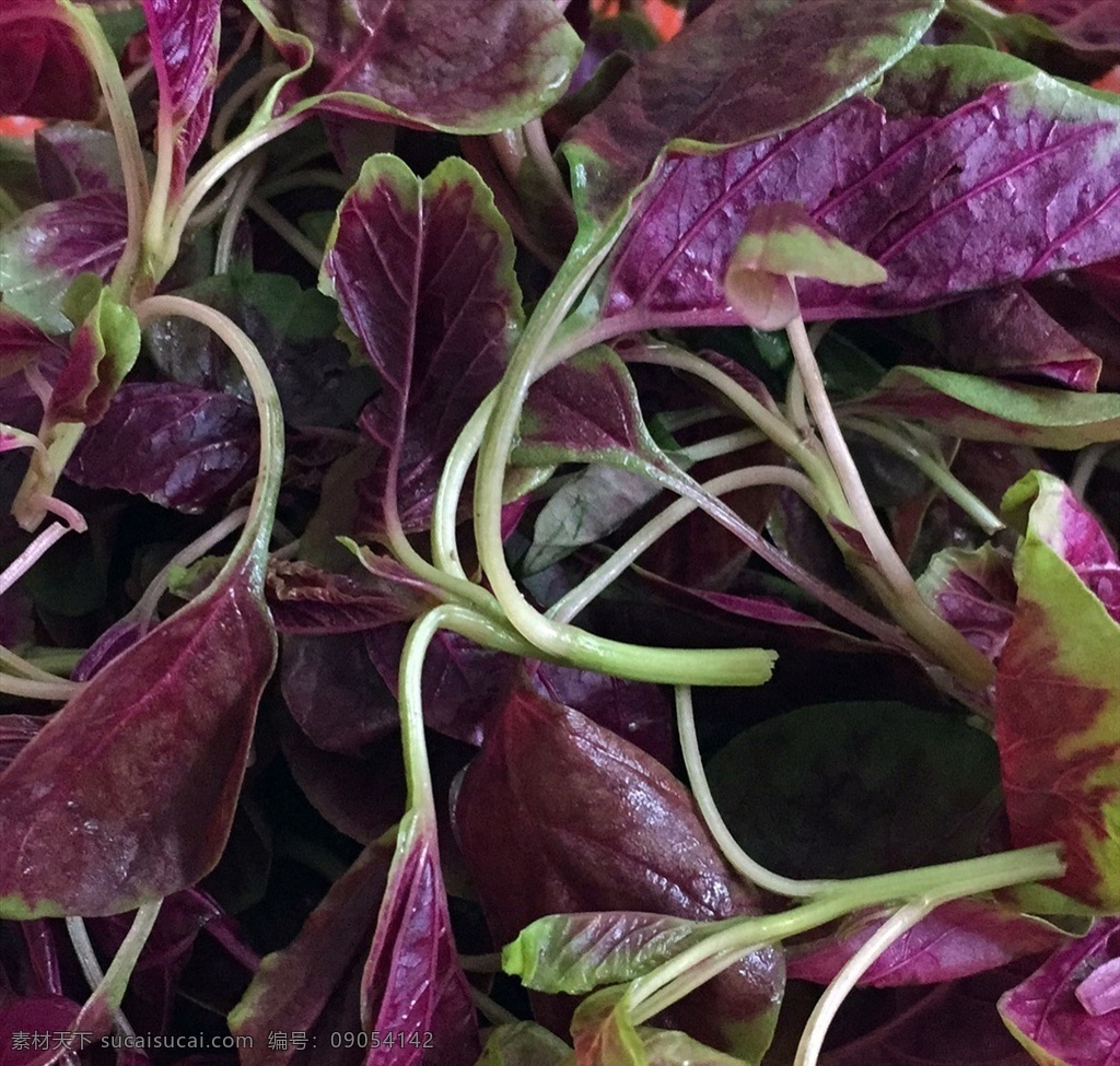 蔬菜 红色的菜 苋菜图 苋菜摄影图 紫红色的菜 火锅菜 生物世界
