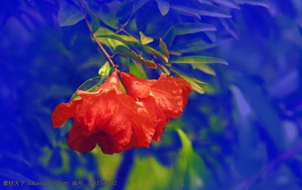 石榴花 生物世界 花草 绿叶 背景素材 红花