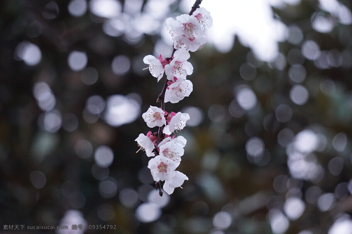 春天的花 花瓣 粉红 浅景深 春天 唯美 见闻 生物世界 花草