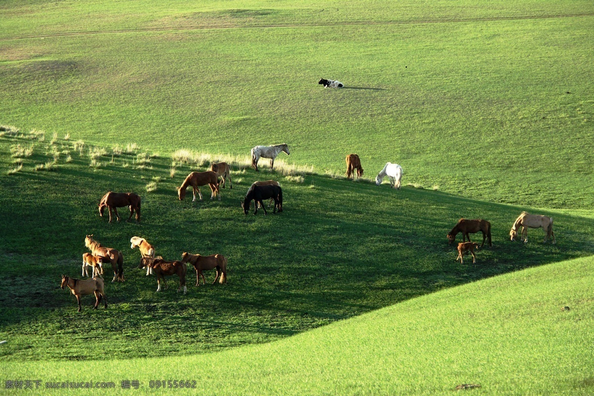 草原牛羊 内蒙古 草原 绿地 牛 马 羊 国内旅游 旅游摄影