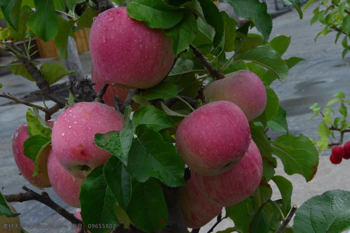 苹果图片 苹果 喜庆苹果 盆景 苹果特写 盆栽 水果 果实 园林风景 枝叶 植物 花草 果品果实 生物世界