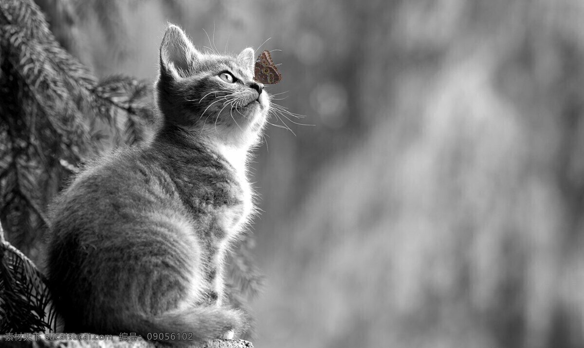 猫仰头 蒙太奇 合成照片 梦幻 唯美 壁纸 特效 合成 猫咪 猫 黑白照