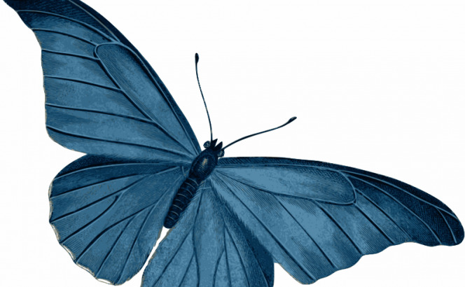 蓝 蝴蝶 矢量 翅膀 动物 飞行 甲虫 昆虫 蓝色 颜色 svg 矢量图 生物世界