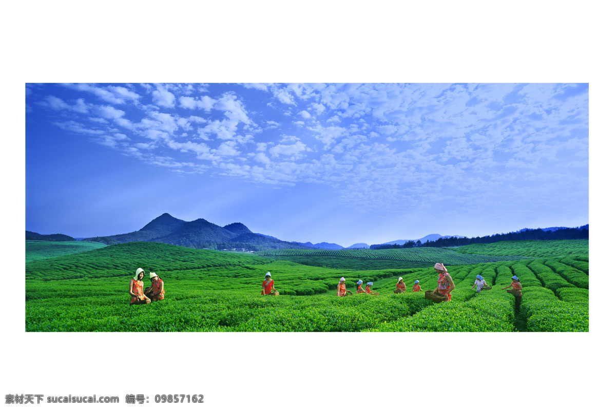 摘茶 蓝天 白云 绿茶 採茶 採茶姑娘 山脉 绿色风景 采茶女 田园风光 自然景观