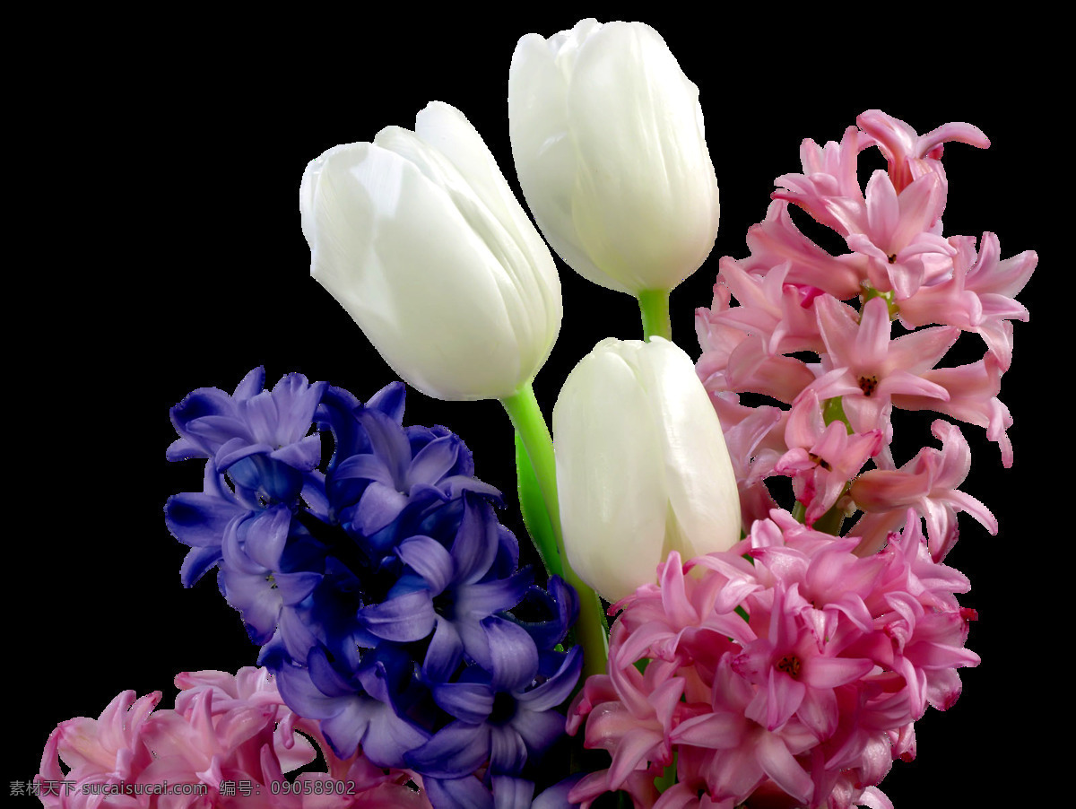 png元素 花瓣 花朵 免抠元素 透明素材 植物 彩色 鲜花 元素
