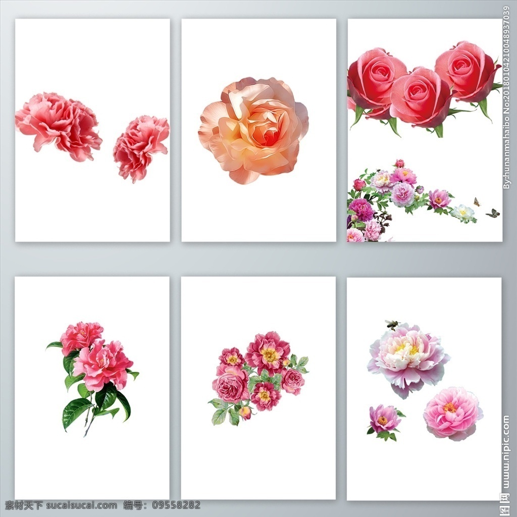 鲜艳 牡丹花 鲜艳牡丹花 牡丹 免抠图牡丹 牡丹鲜艳的 红色花朵 浪漫牡丹 富贵吉祥牡丹 富贵花 花朵 粉红色牡丹花 免抠图素材 分层 背景素材