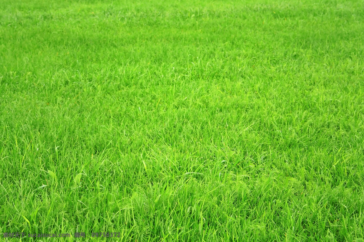 绿草地 绿色 小草 草地 自然景观 自然风景