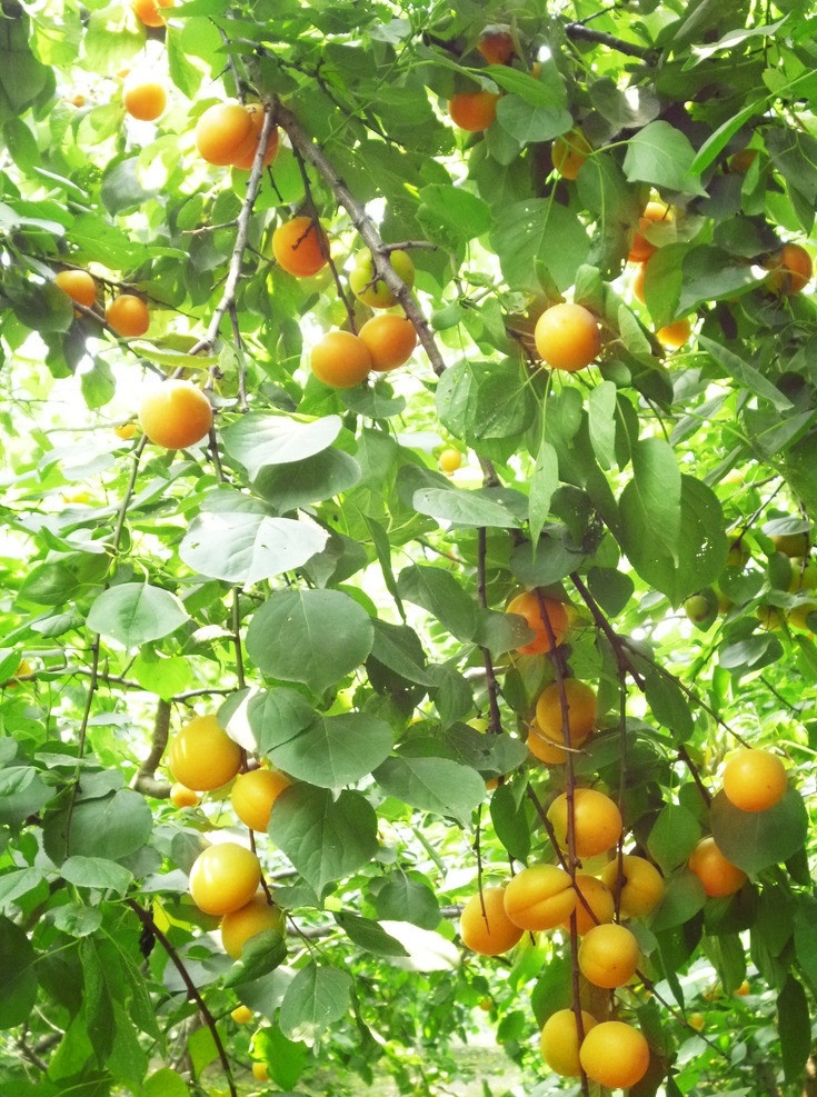 甜杏 杏 青果 成熟 绿树 绿色 果实 丰收 青涩 甜蜜 杏树 采摘 好吃 水果 生物世界