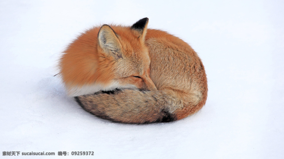 动物摄影图 动物世界 生物世界 狐狸 狼狗 寒冷 图片专辑 野生动物