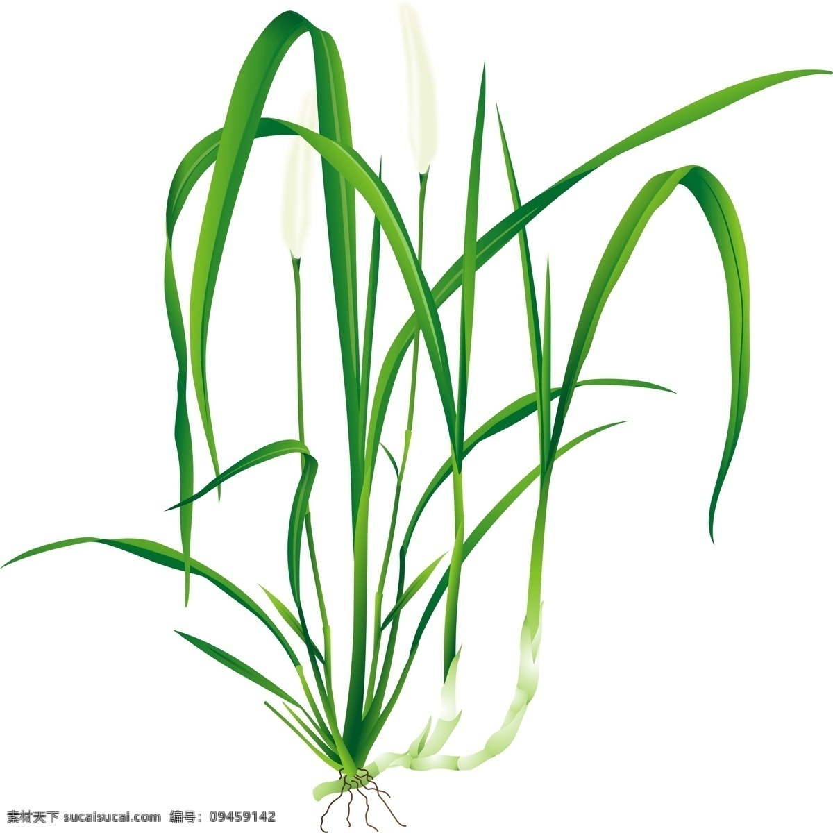 草图 手绘 白茅 野草 绿色 植物 生物世界 花草