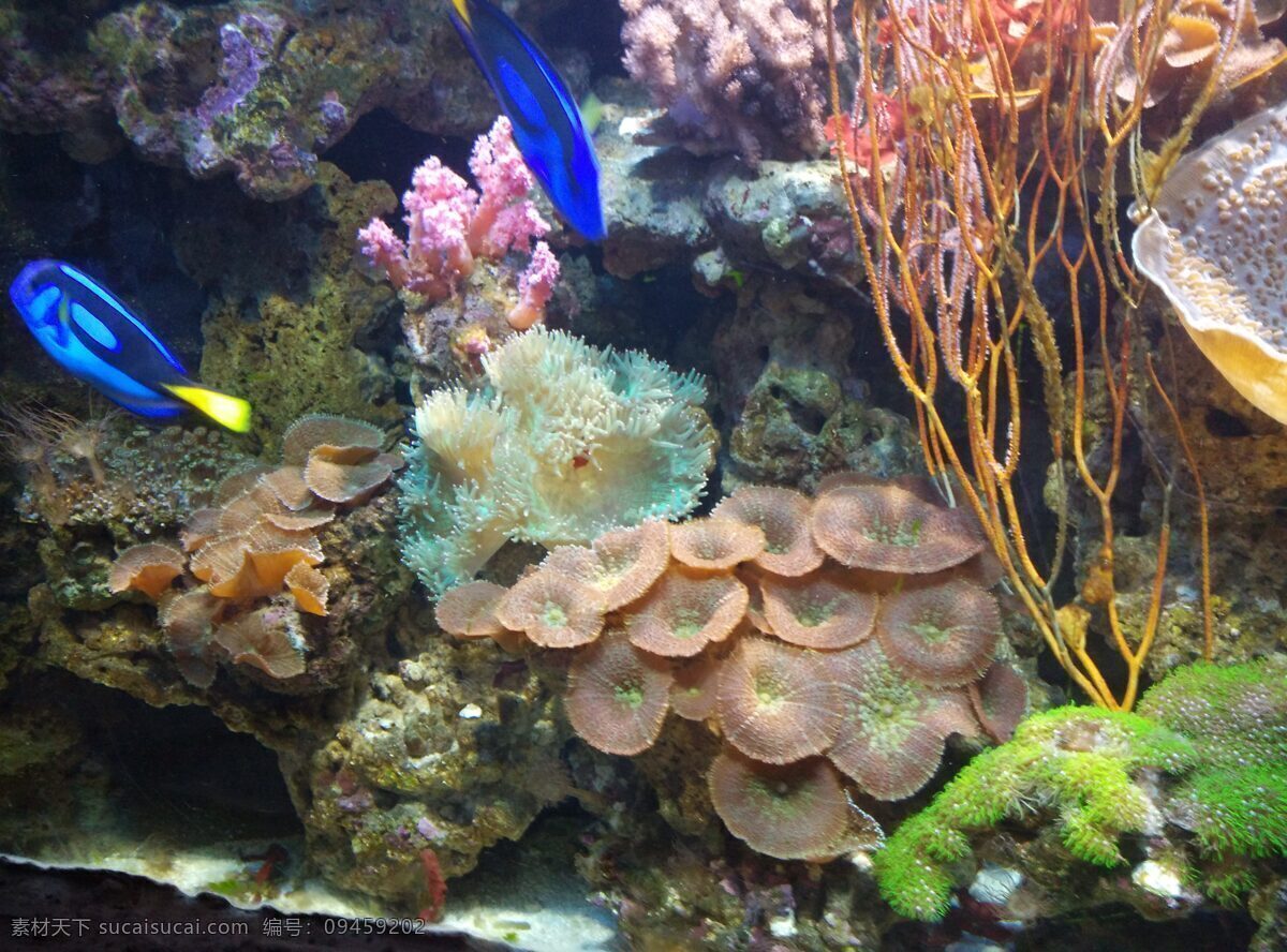 海洋生物 珊瑚 珊瑚礁 鱼 生物 海洋馆 生物世界