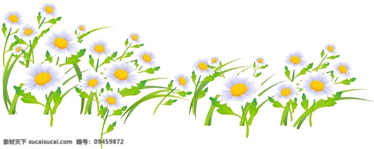 romashka 菊花 花 其他载体 白色