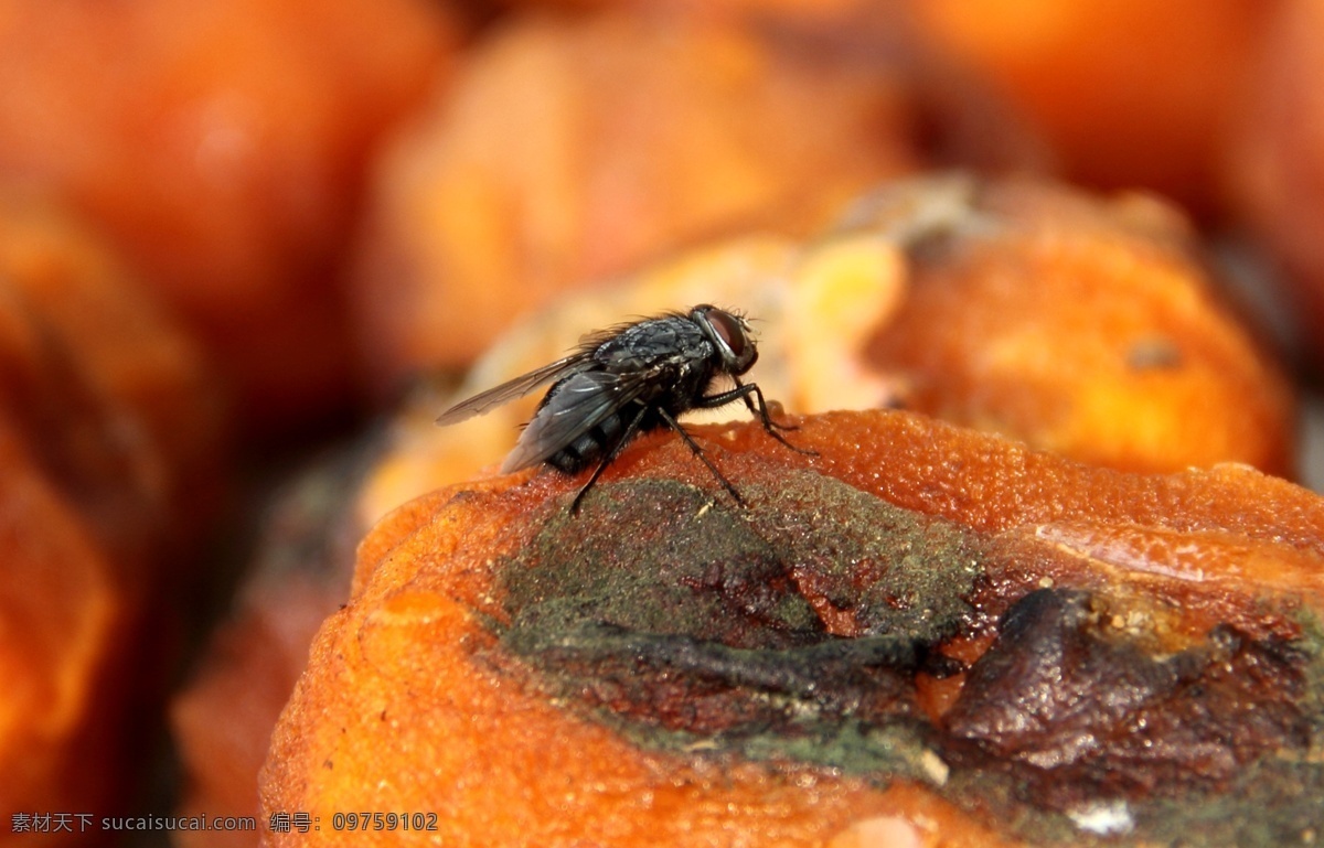 苍蝇 绿蝇 金蝇 昆虫 生物 蝇子 昆虫动物 生物世界