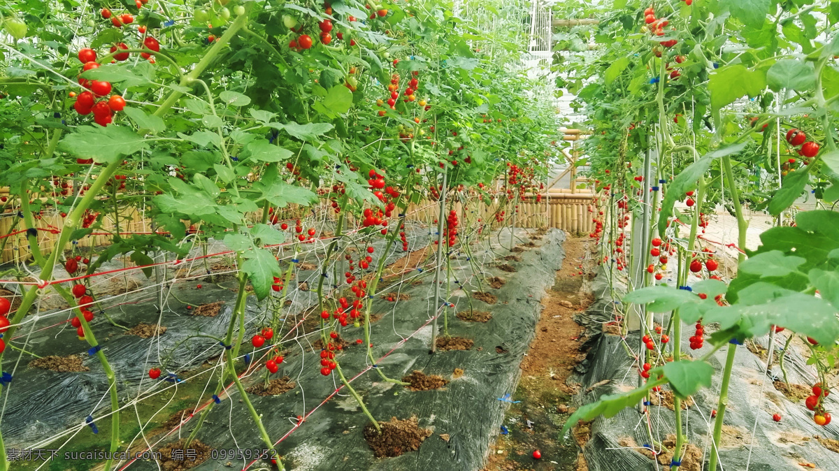 番茄 农业 农场 种植 菜地 菜园 蔬菜园 蔬菜 大棚 大棚蔬菜 蔬菜管理 蔬菜基地 蔬菜种植 生物世界