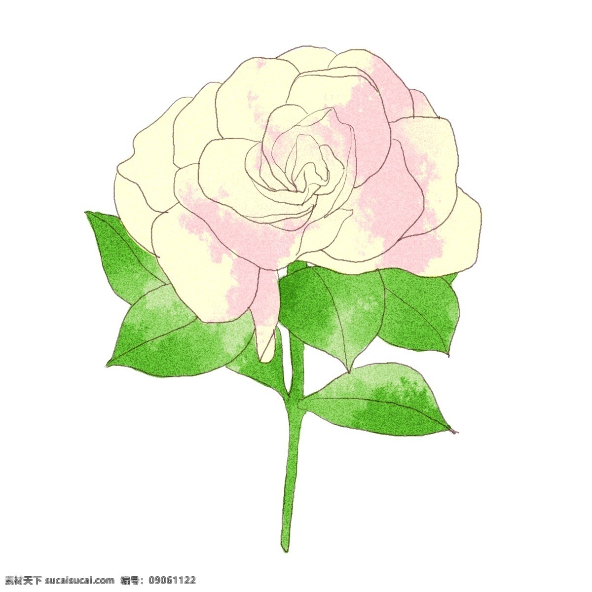 白 玫瑰 情人节 原创 商用 元素 白玫瑰 花朵 文艺 可爱 花 气质 手绘 板绘 水彩
