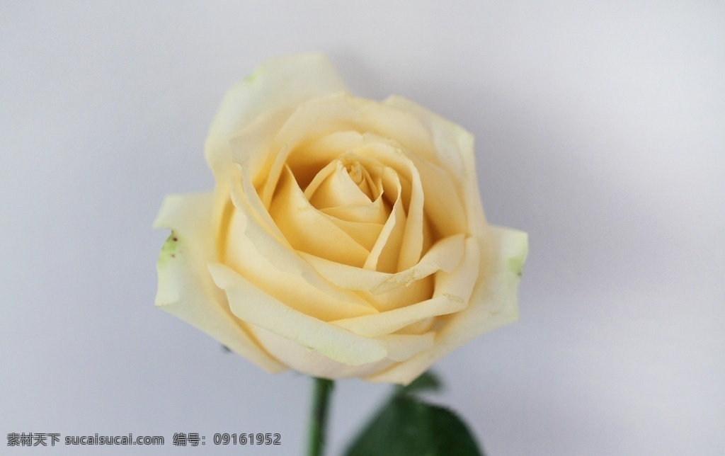 蜜桃 雪山 玫瑰花 蜜桃雪山玫瑰 一朵玫瑰花 香槟色玫瑰 花朵 鲜花 玫瑰素材 生物世界 花草