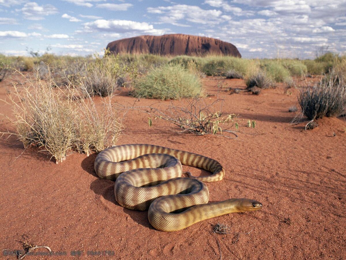 响尾蛇 蟒蛇 毒蛇 水蛇 蝮蛇 巨蟒 沙漠 戈壁 攻击性 咬人 野生动物 生物世界