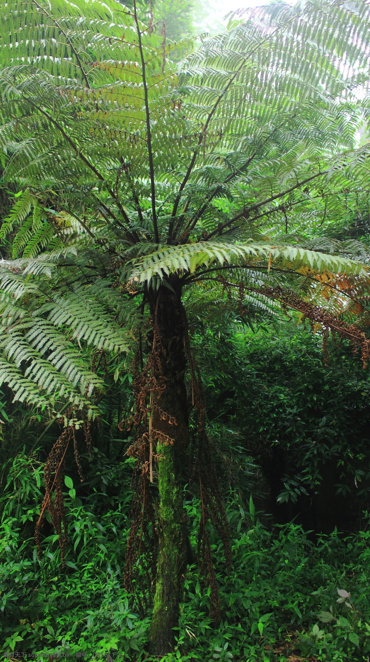 恐龙时代桫椤 桫椤 植物 竹海 恐龙时代存在 绿色 大型蕨类植物 生物世界 花草