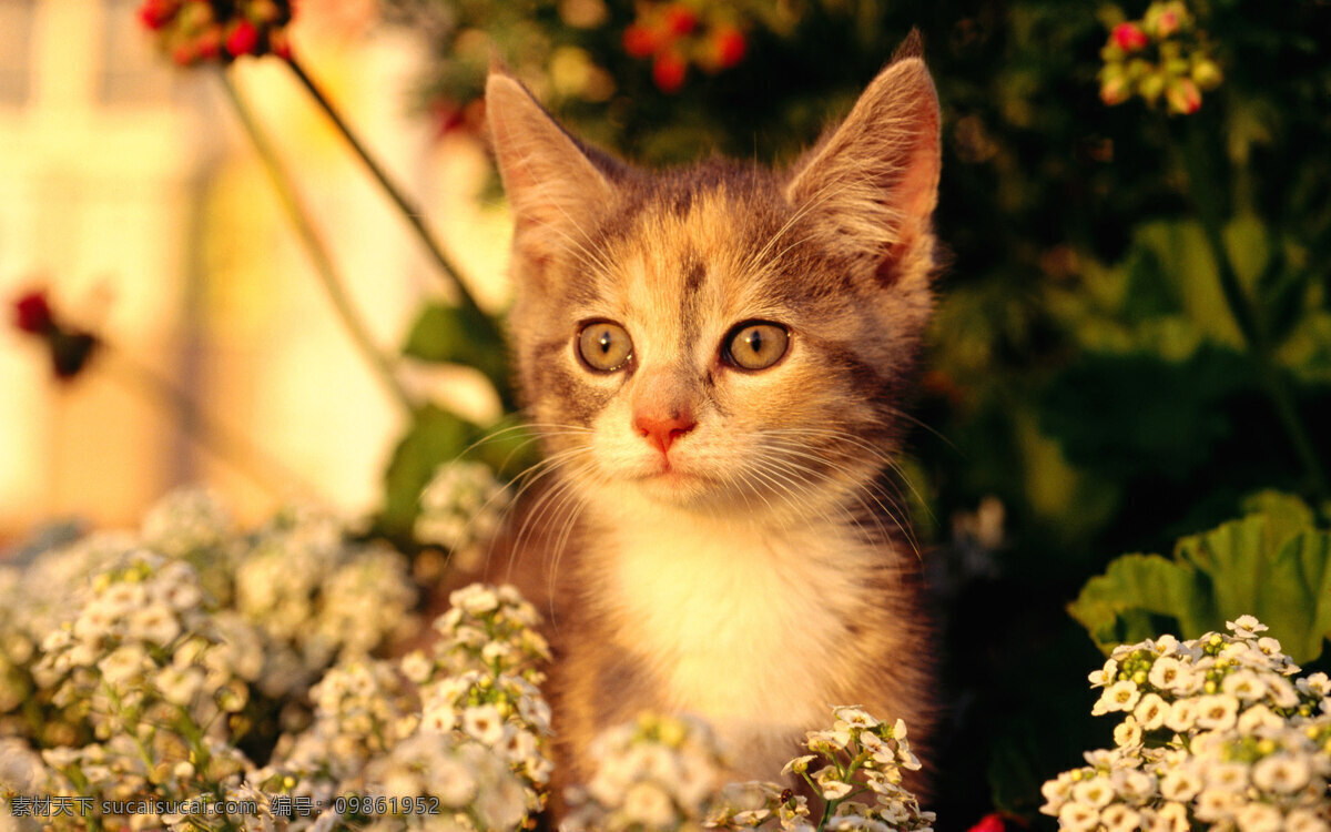 小猫 猫咪 动物 高清 猫 可爱 生物世界 家禽家畜 精品动物 摄影图库