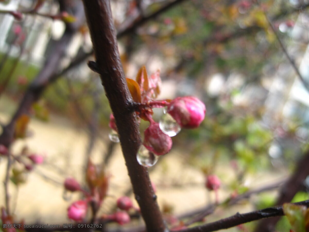 大图 高清 红色 花苞 花草 花卉 绿色 梅花 带 雨滴 含苞待放 水滴 树干 生物世界 psd源文件