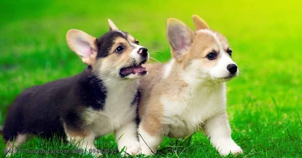 柯基犬 宠物犬 小狗 狗狗 动物 飞鸟 昆虫 禽类 生物世界 家禽家畜