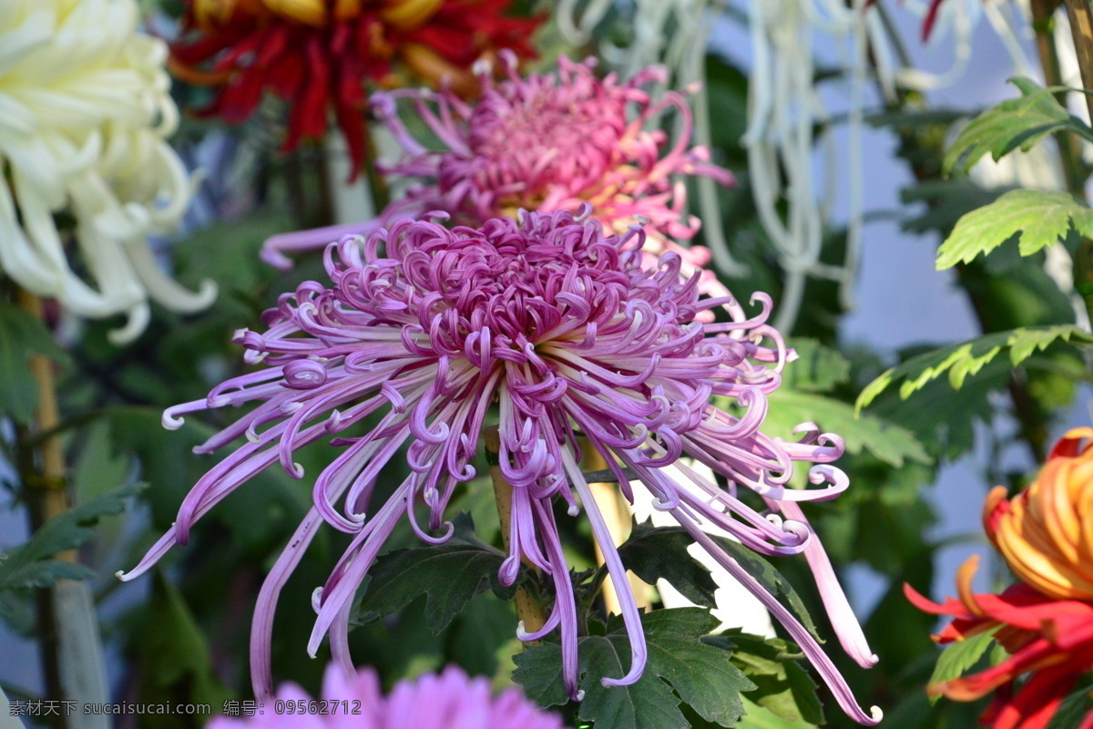 秋菊 观赏花卉 园艺 花卉素材 寿客 金英 黄华 陶菊 花卉 花儿 花草 花朵 花瓣 花蕊 菊菊花 生物世界