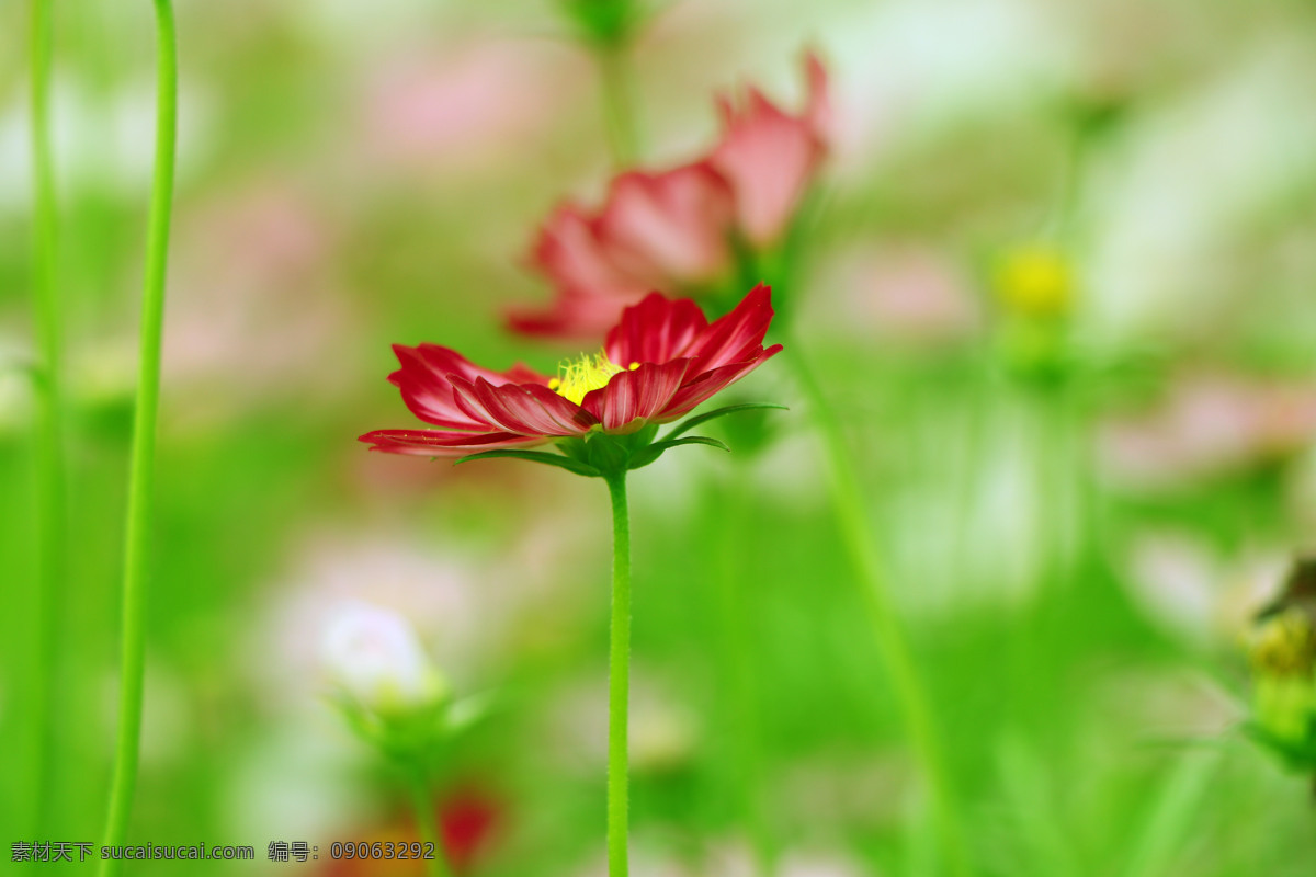 格桑花 格桑梅朵 春季花朵 红色的花朵 红花绿叶 单个花朵 花地 生物世界 花草