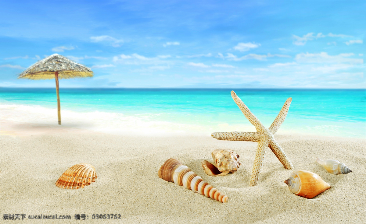 夏日 沙滩 上 景色 海水 海星 沙 海鲜 海洋生物 生物世界