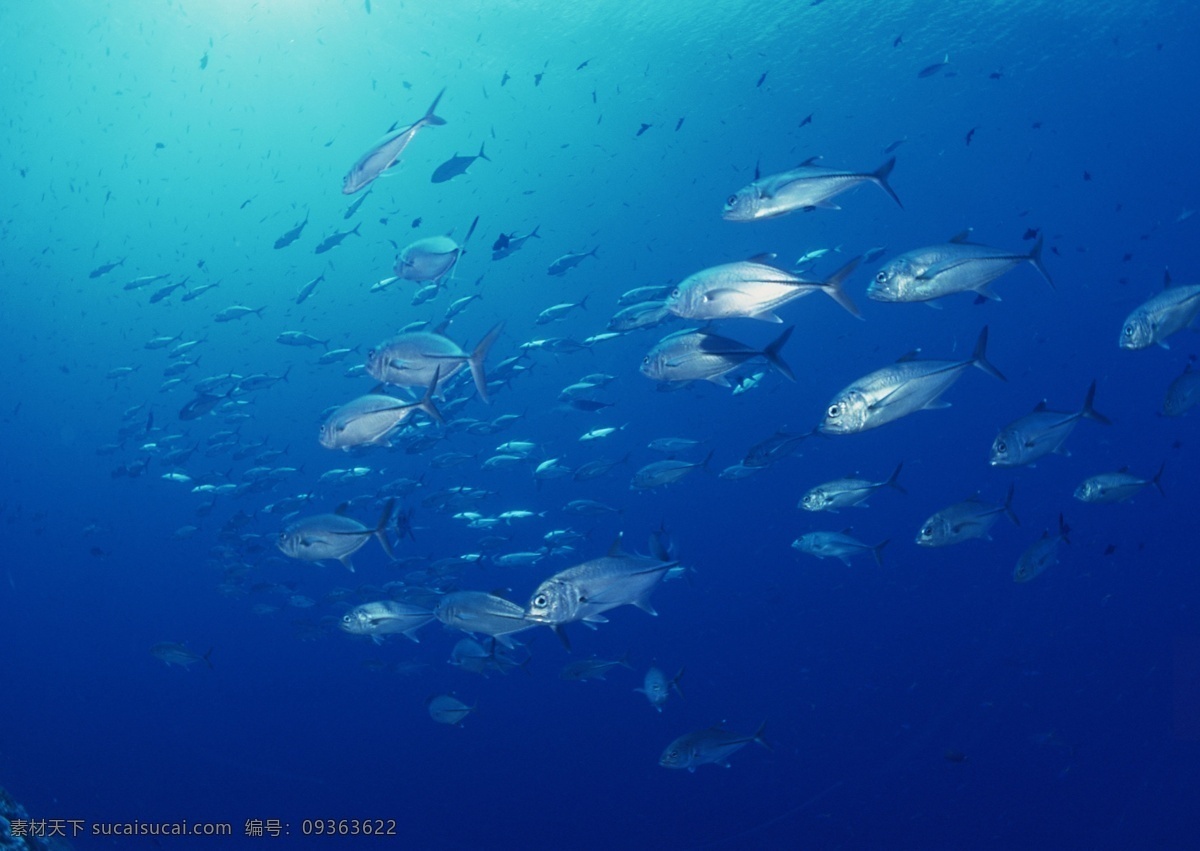 未来 生活 摄影图库 生物世界 鱼类 未来生活 深海鱼类