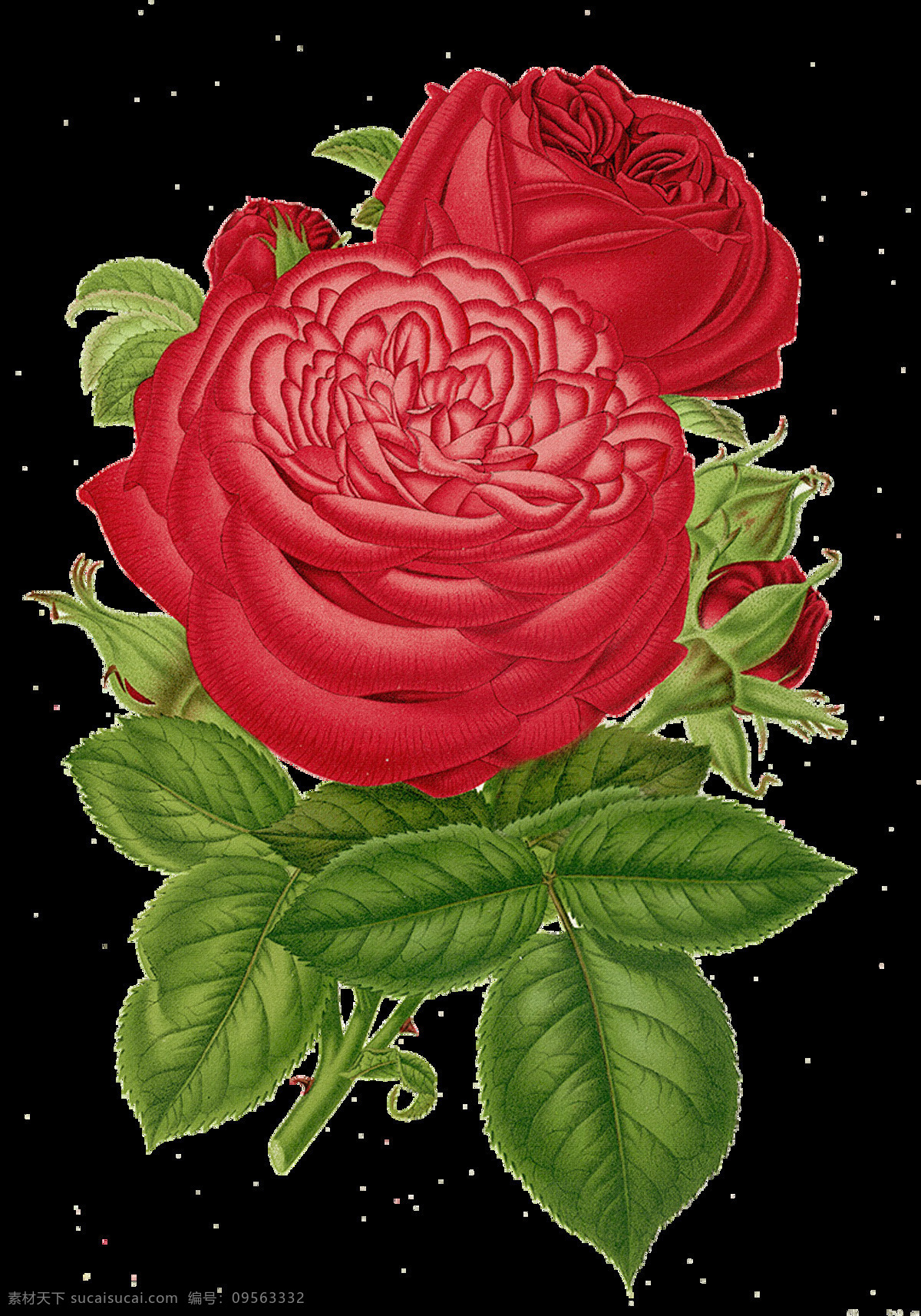 红色玫瑰花 红色 玫瑰花 设计素材 模板下载 手绘玫瑰花 手绘 手绘花朵 复古玫瑰花 复古花朵 静物花卉 月季花 绘画花朵 玫瑰 绘画书法 文化艺术 花朵素材