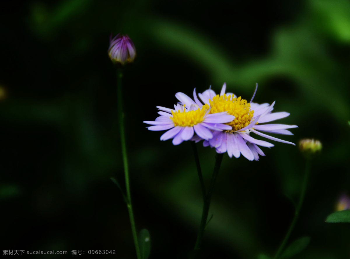 淡紫色 鱼 鳅 串 花卉