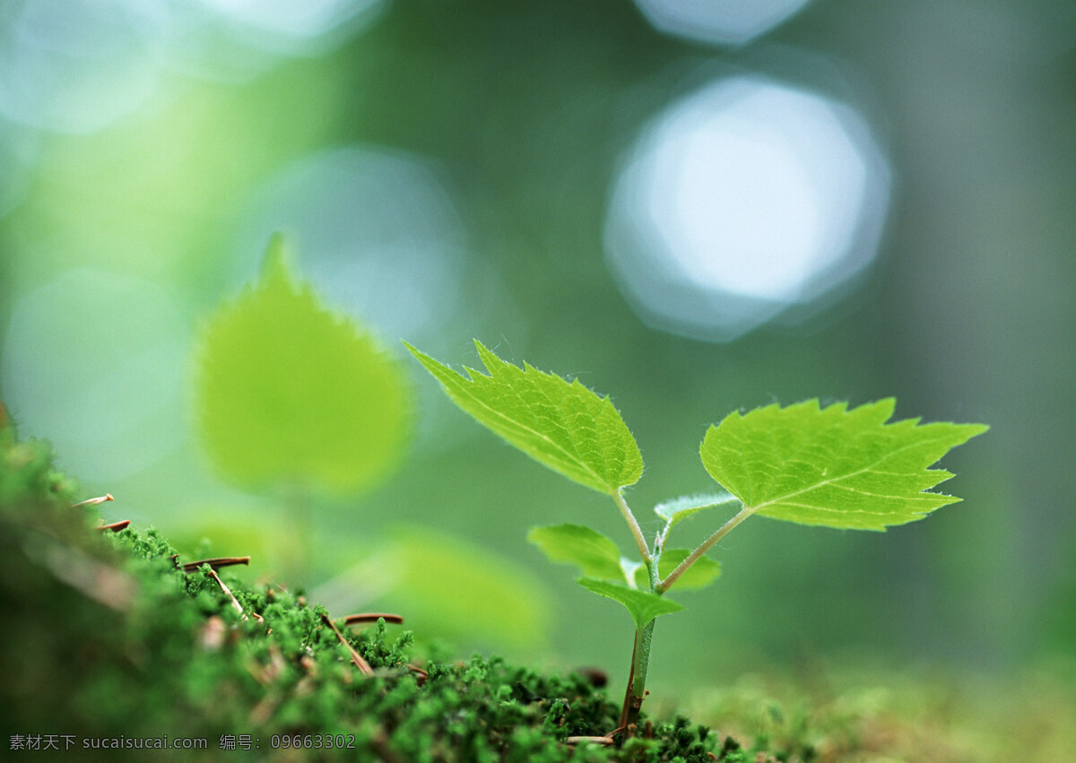 幼苗 树苗 绿色 清新 嫩叶 绿意 生物世界 植物 春天 绿色环境 发芽 生长 高清图片 花草树木