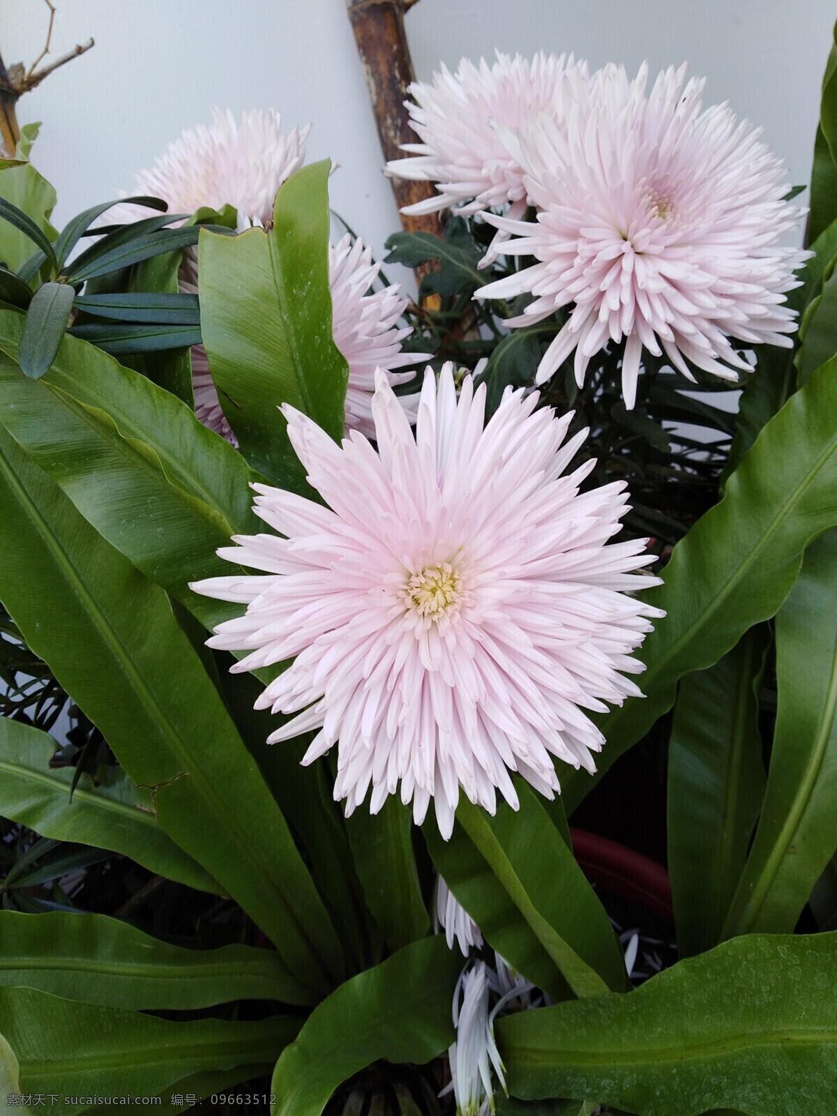 白菊花 白色小花 白色菊花 非洲菊 红色花 鲜花 花朵 蝴蝶 黄菊花 黄色小花 黄色菊花 生物世界 花草