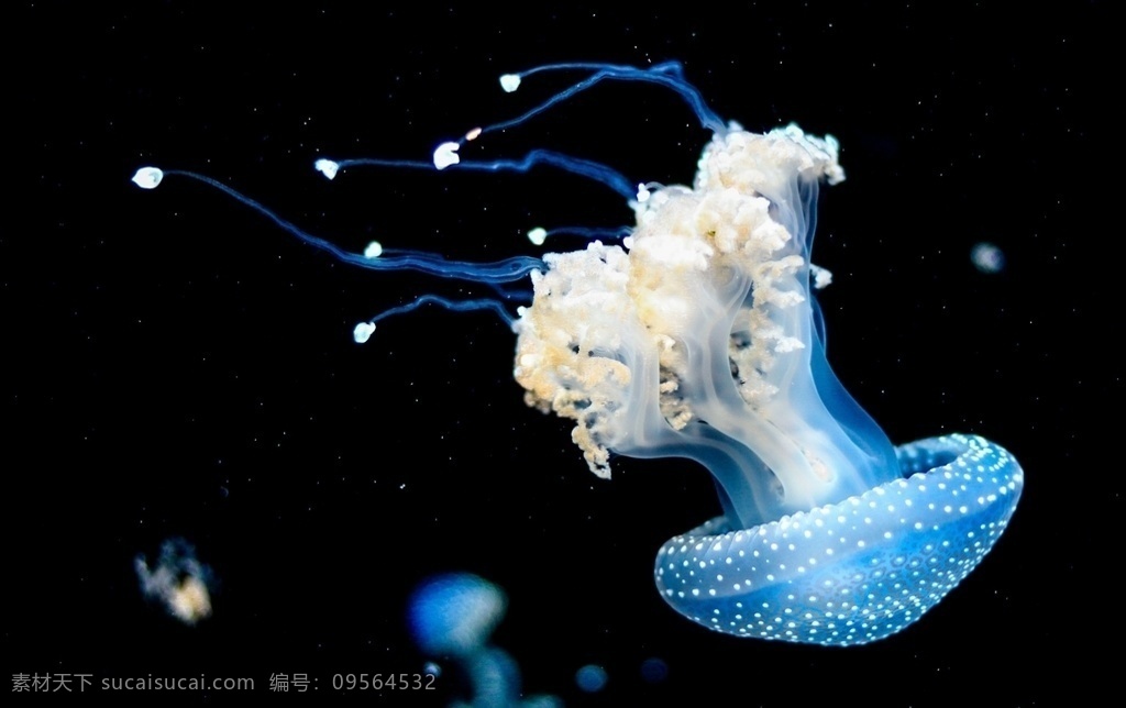 海洋世界 海底世界 美丽水母 海洋生物 海蜇 雨伞水母 银水母 僧帽水母 帆水母 霞水母 生物世界