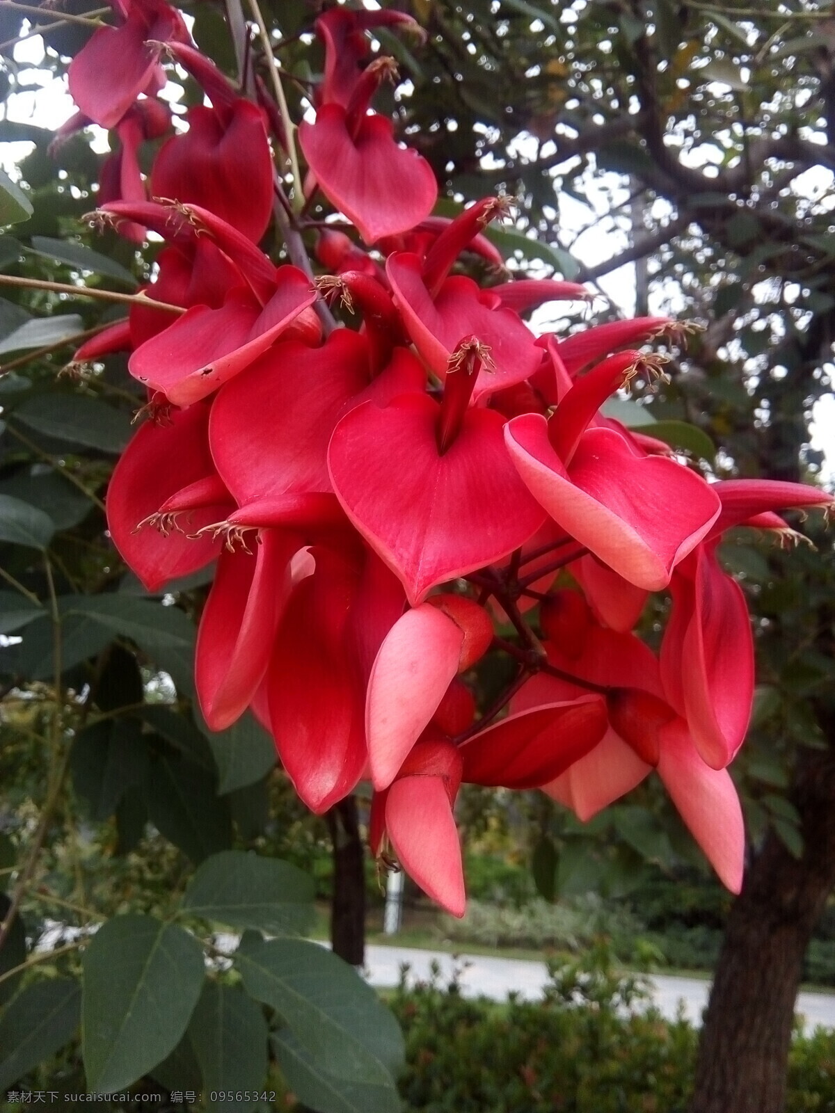 刺桐 花朵 红花 园林花卉 鸡冠刺桐花 山芙蓉 鲜花 生物世界 花草