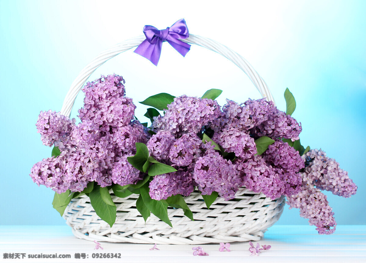 花篮 里 紫丁香 花朵 植物 唯美 紫色 生物世界 花草